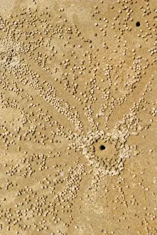 Darwin Australia Prints: Sand Bubbler Crab (Scopimera inflata) hole and balls of sand created while feeding