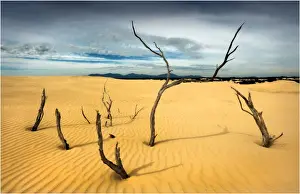Explore the Untamed Beauty of this National Park, fondly known as ‘The Prom': Sand-dunes in Wilsons Promontory National Park, Victoria, Australia