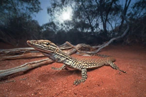 Lizards Collection: Sand monitor lizard (Varanus gouldii) at dawn in mallee habitat