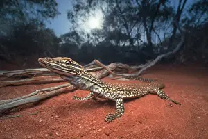 Creature Prints: Sand monitor lizard (Varanus gouldii) at dawn in mallee habitat
