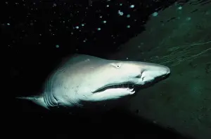 Prints of Shark, a Discover the beauty and vulnerability of Australia's sharks: Sand Tiger Shark