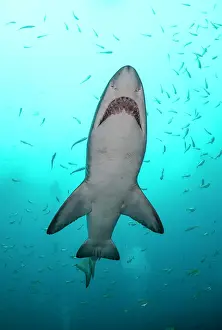 Sand tiger shark, or grey nurse shark, swimming amongst a large school of fish at the shallow entrance to Fish Rock Cave in South West Rocks, NSW, Australia
