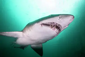 Prints of grey nurse shark, seal rocks, Shark Discover the beauty and vulnerability of Australia's sharks: Sand tiger shark, or grey nurse shark as they are known in Australia