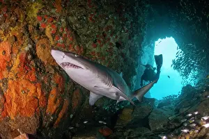 Prints of grey nurse shark, Shark Discover the beauty and vulnerability of Australia's sharks: Sand tiger shark, or grey nurse shark as they are known in Australia