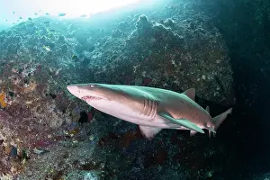Prints of grey nurse shark, Shark Discover the beauty and vulnerability of Australia's sharks: Sand tiger shark near the entrance to Fish Rock Cave, South West Rocks, NSW, Australia