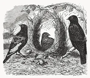 Satin bowerbird (Ptilonorhynchus violaceus), wood engraving, published in 1893 Satin bowerbird (Ptilonorhynchus violaceus), wood engraving, published in 1893
