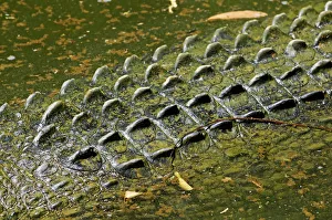 Scales of a Saltwater Crocodile (Crocodylus porosus), Queensland, Australia Scales of a Saltwater Crocodile (Crocodylus porosus), Queensland, Australia