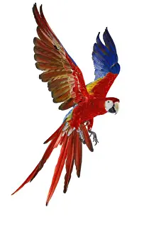 Scarlet Macaw
