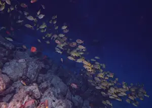 School of Fish
