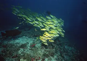 Vibrant Color Prints: School of Fish