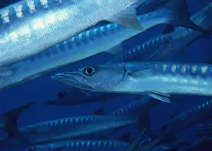 Crowd Prints: School of Fish