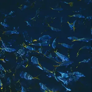 School of fish at the Great Barrier Reef