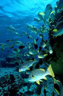 Great Barrier Reef Prints: School of grunt fish