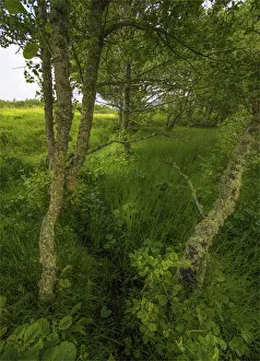 Images Dated 7th July 2015: Scotland, United Kingdom