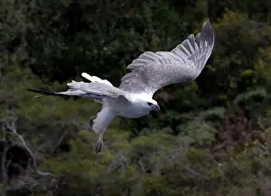 Sea eagle in flight