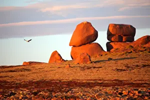 Sea Eagle at Pearson Island