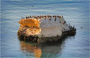 Sea Bird Prints: Sea-gull colony, Port Willunga, South Australia