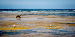 Sea lion at Baird Bay in Eyre Peninsula, South Australia