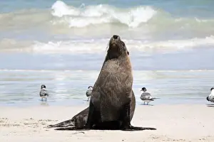 Kangaroo Island Prints: Sea-Lion on the beach at Seal Bay