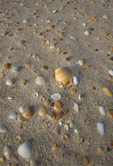 Images Dated 16th July 2014: Sea shells, King Island, Bass Strait, Tasmania, Australia