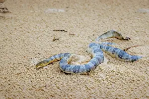 Snake Prints: Sea snake