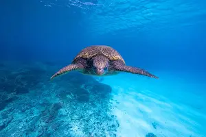 Sea Turtle