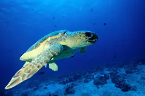 Sea turtle