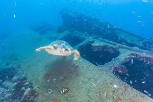 Turtles Collection: Sea turtle and wreck