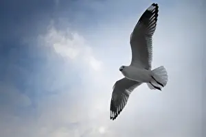 Seagull