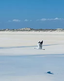 Images Dated 27th October 2020: Seagull on Cable Beach