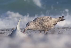 Images Dated 9th July 2016: Seagull eating a dead shark on Florida beach