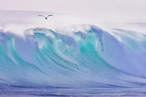 Coastal Prints: Seagull flying over ocean