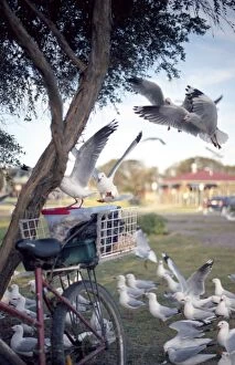 Images Dated 2008 October: Seagulls around bicycle