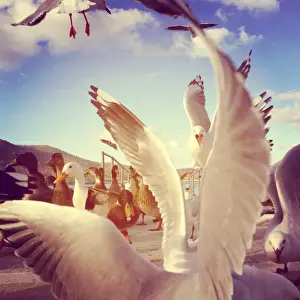 Fighting Prints: Seagulls and ducks fighting over bread