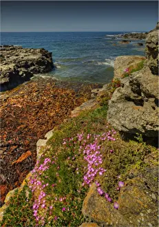 Images Dated 10th November 2012: Seal Point, King Island, Bass Strait, Tasmania, Australia