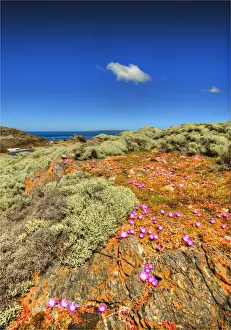 Images Dated 10th November 2012: Seal Point, King Island, Bass Strait, Tasmania, Australia