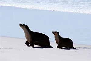 Images Dated 31st August 2005: Sealions on Kangaroo Island in South Australia
