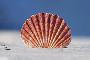 Tropical Climate Prints: Seashell in sand with blue ocean background
