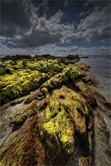 Images Dated 29th November 2013: Seaweed on the coastline of King Island, Bass Strait, Tasmania, Australia