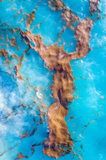 Images Dated 3rd August 2019: Seaweed textures floating on the ocean as seen from above, Barbados