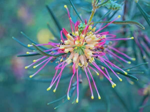 Beautiful Australian Wildflowers Collection: Semi Desert winter Wildflowers blooming in the McDonald Ranges of central Australia