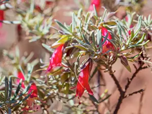 Prints of Beautiful Australian Wildflowers Beautiful Australian Wildflower Prints: Semi Desert winter Wildflowers blooming in the McDonald Ranges of central Australia