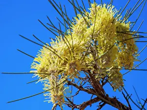 Prints of Beautiful Australian Wildflowers Beautiful Australian Wildflower Prints: Semi Desert winter Wildflowers blooming in the McDonald Ranges of central Australia