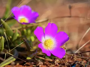 Prints of Beautiful Australian Wildflowers Beautiful Australian Wildflower Prints: Semi Desert winter Wildflowers blooming in the McDonald Ranges of central Australia