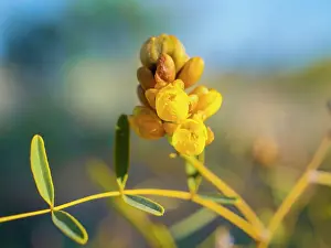 Prints of Beautiful Australian Wildflowers Beautiful Australian Wildflower Prints: Semi Desert winter Wildflowers blooming in the McDonald Ranges of central Australia