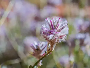 Prints of Beautiful Australian Wildflowers Beautiful Australian Wildflower Prints: Semi Desert winter Wildflowers blooming in the McDonald Ranges of central Australia