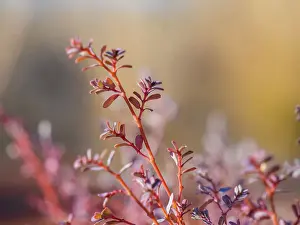 Semi Desert winter Wildflowers blooming in the McDonald Ranges of central Australia