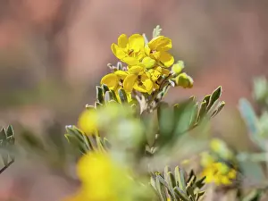 Prints of Beautiful Australian Wildflowers Beautiful Australian Wildflower Prints: Semi Desert winter Wildflowers blooming in the McDonald Ranges of central Australia