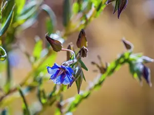 Semi Desert winter Wildflowers blooming in the McDonald Ranges of central Australia