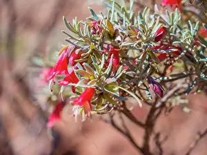 Prints of Beautiful Australian Wildflowers Beautiful Australian Wildflower Prints: Semi Desert winter Wildflowers blooming in the McDonald Ranges of central Australia